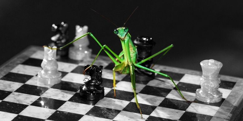 regole-perdere-scacchi-10