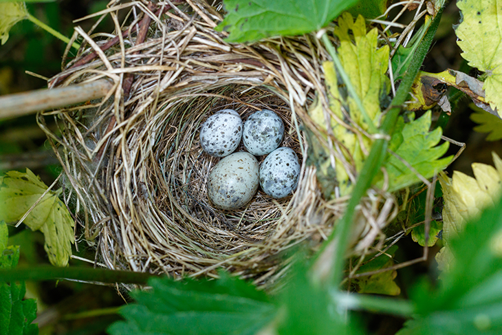 Questa immagine ha l'attributo alt vuoto; il nome del file è uova-di-cuculo.png